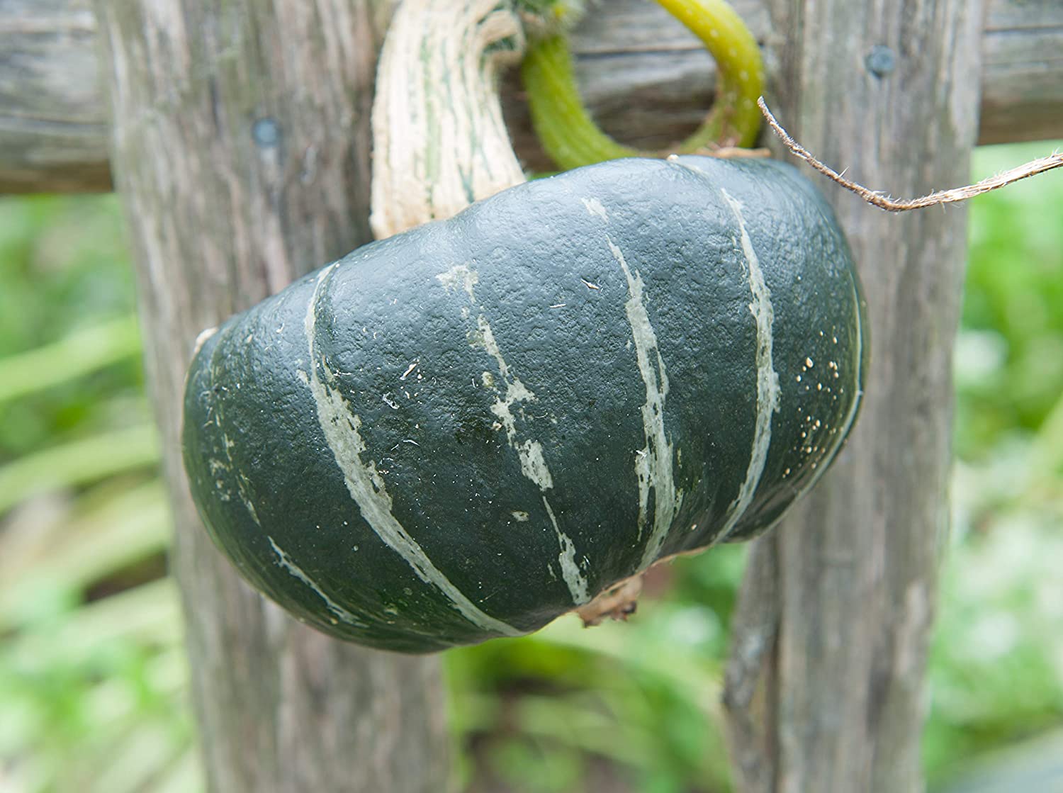 Burgess Buttercup Winter Squash, 25 Heirloom Seeds Per Packet, Non GMO Seeds