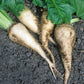 Sugar Beets, 100 Heirloom Seeds Per Packet, Non GMO Seeds