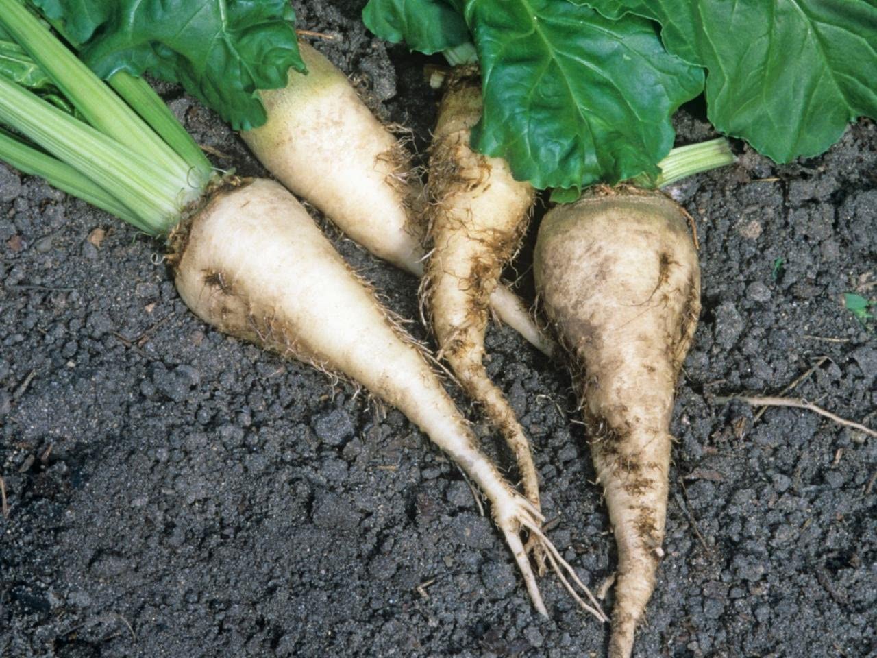 Sugar Beets, 100 Heirloom Seeds Per Packet, Non GMO Seeds