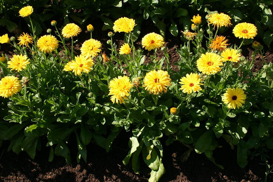 Calendula Yellow Dark Pacific Beauty, 250 Seeds Per Packet, Non GMO Seeds