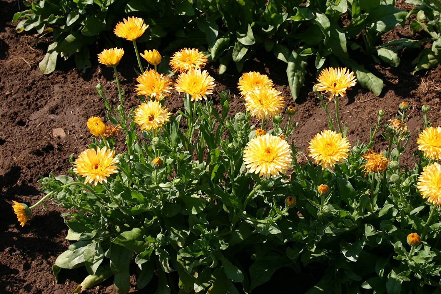 Calendula Apricot Pacific Beauty, 250 Seeds Per Packet, Non GMO Seeds
