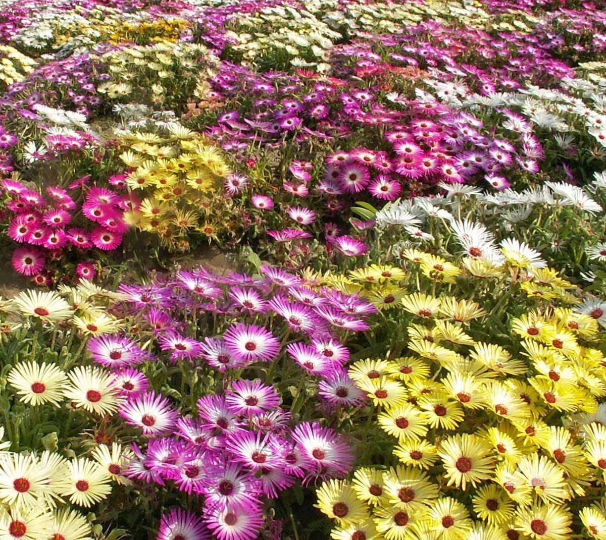 Mixed Annual Iceplant