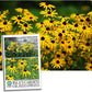 Black Eyed Susan Flower Seeds, 3000+ Seeds Per Packet, Bright Yellow Wildflowers, Botanical Name: Rudbeckia hirta, Isla's Garden Seeds, Non GMO & Heirloom Seeds, Good Garden Gift