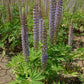 Large Leaf Perennial Lupine, 50 Seeds Per Packet, Non GMO Seeds