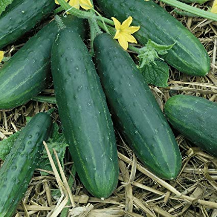 Spacemaster Cucumber, 100 Heirloom Seeds Per Packet, Non GMO Seeds