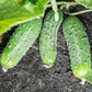 Homemade Pickles" Pickling Cucumber