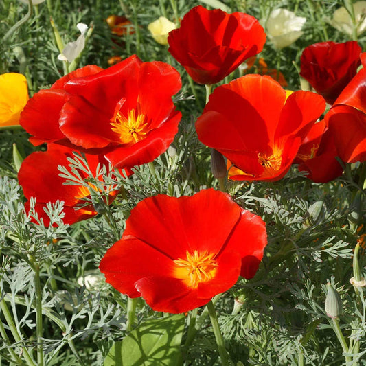 Red Chief California Poppy, 2000 Seeds Per Packet