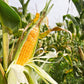 Early Sunglow Sweet Yellow Corn, 50+ Seeds Per Packet, Non GMO Seeds, Botanical Name: Zea mays