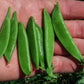 Tendersweet Snap Pea, 25 Heirloom Seeds Per Packet, Non GMO Seeds