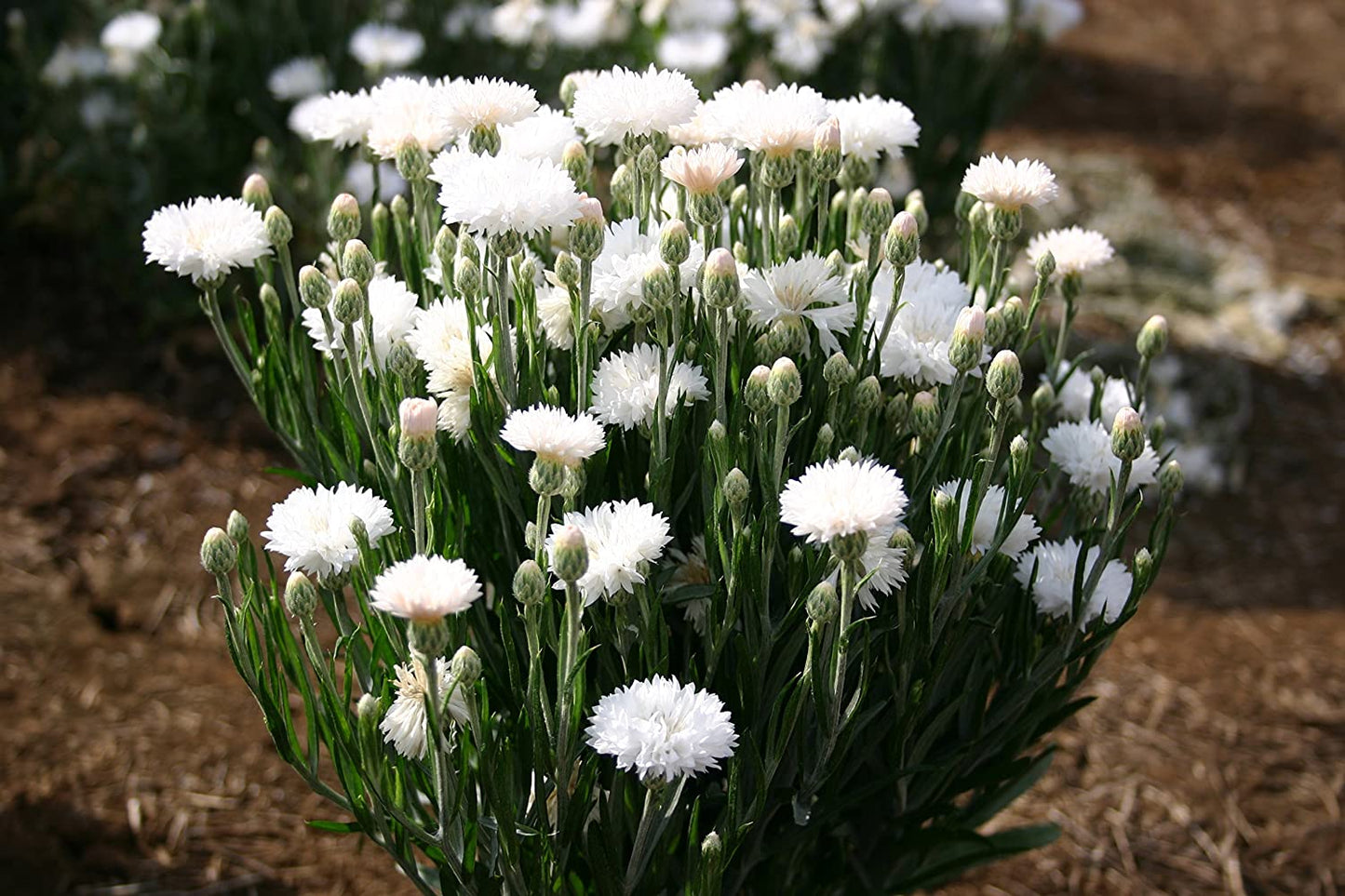 Bachelor Button Dwarf White, 200 Seeds Per Packet, Non GMO Seeds