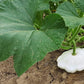 Early White Bush Scallop Summer Squash, 30 Heirloom Seeds Per Packet, Non GMO Seeds