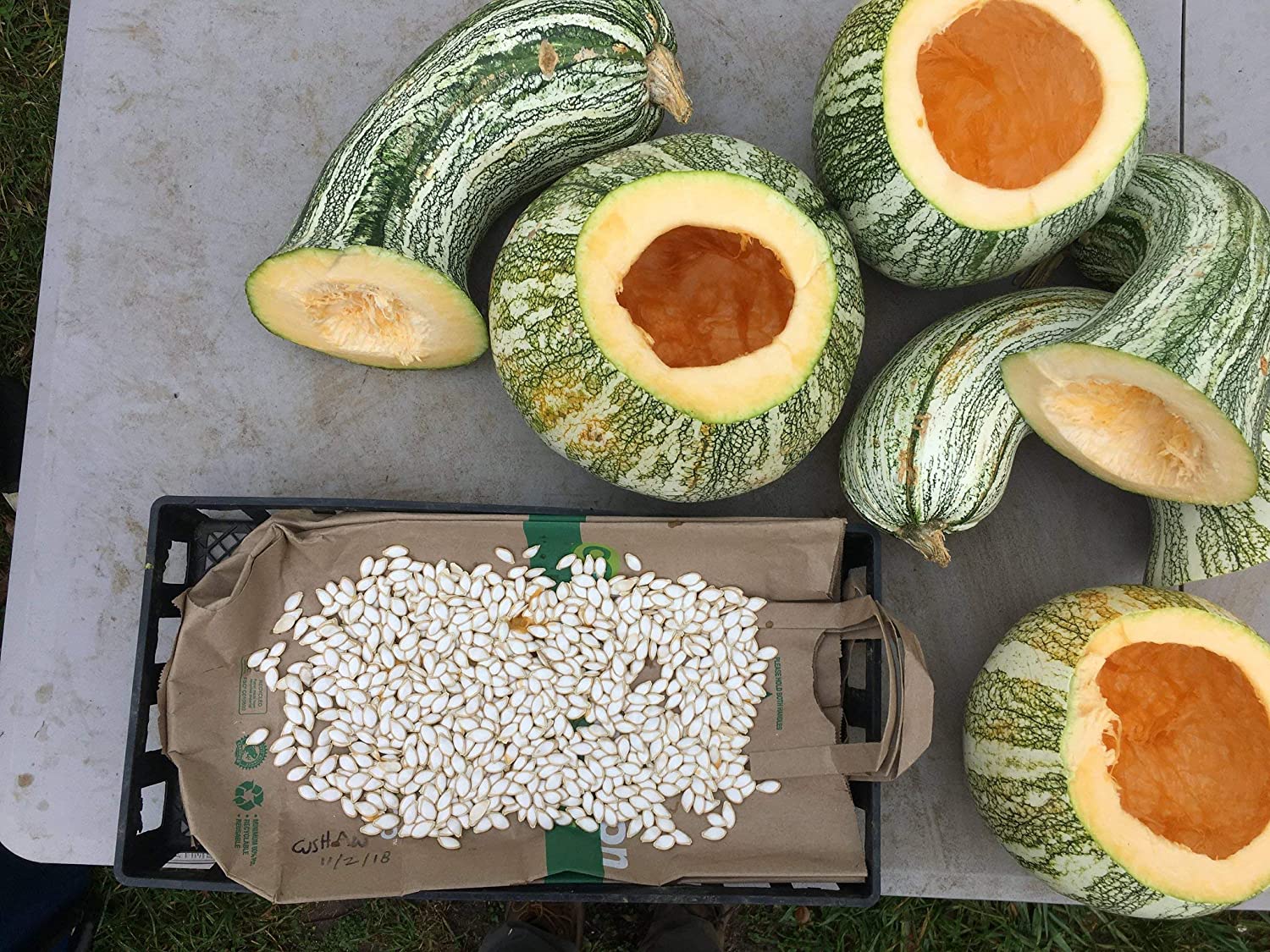 Green Striped Cushaw Pumpkin, 25 Heirloom Seeds Per Packet, Non GMO Seeds