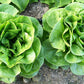 Winter Density Lettuce, 1000 Heirloom Seeds Per Packet, Non GMO Seeds