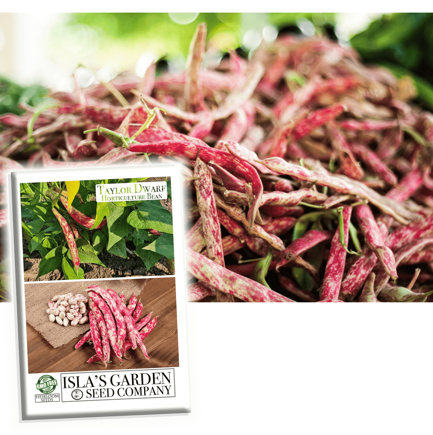 Taylor Dwarf Horticulture Cranberry Bush Bean Seeds, 25+ Heirloom Seeds Per Packet, Non GMO Seeds, Isla's Garden Seeds , Botanical Name: Phaseolus vulgaris, 85% Germination Rates, Great Gift