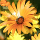 African Daisy Flake, 1500 Flower Seeds Per Packet