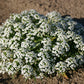 Alyssum Sweet Carpet of Snow, 1500 Flower Seeds Per Packet