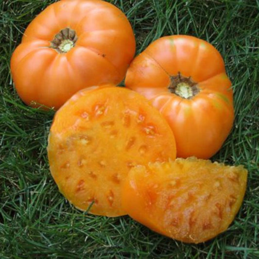 Amana Orange Heirloom Beefsteak Tomato, 50 Seeds Per Packet, Non GMO Seeds