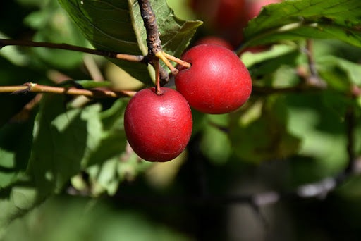 American Red Plum Tree Seeds, 5 Seeds Per Packet