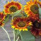 Autumn Beauty Sunflower, 150 Flower Seeds Per Packet