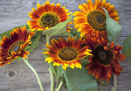 Autumn Beauty Sunflower, 150 Flower Seeds Per Packet