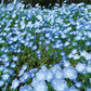 Baby Blue Eyes Wildflowers, 1500 Flower Seeds Per Packet