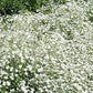 Covent Baby's Breath Covent Garden White, 1000 Flower Seeds Per Packet