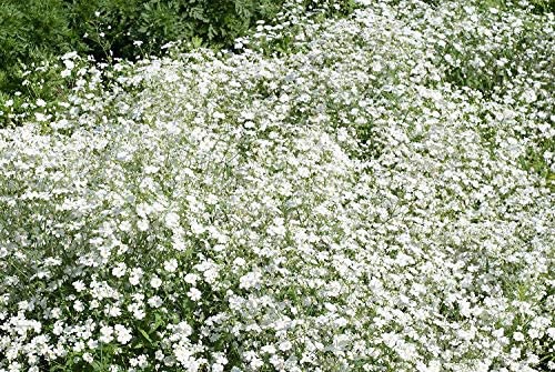 Covent Baby's Breath Covent Garden White, 1000 Flower Seeds Per Packet