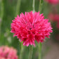 Bachelor Button Tall Red Cornflower, 200 Flower Seeds Per Packet