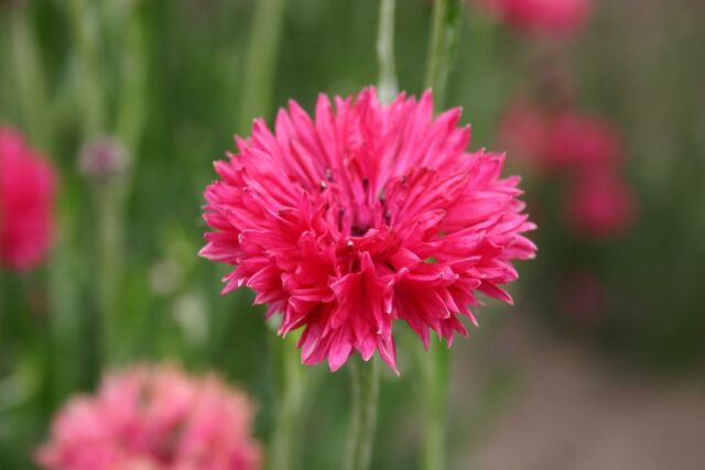 Bachelor Button Tall Red Cornflower, 200 Flower Seeds Per Packet