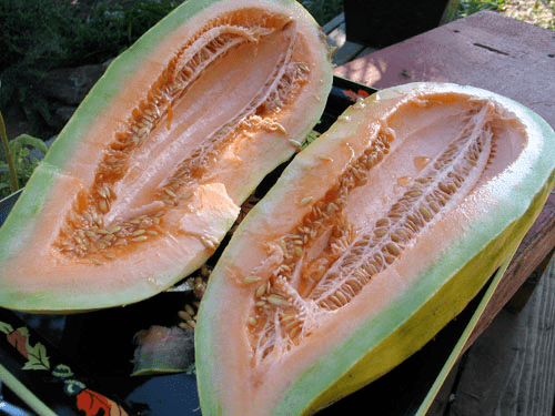 Banana Melon, 120 Heirloom Seeds Per Packet, Non GMO Seeds