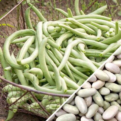 Jade Bush Bean, 50 Heirloom Seeds Per Packet, Non GMO Seeds
