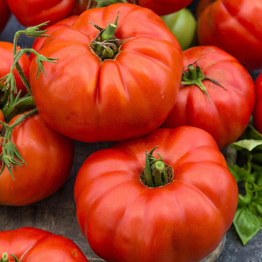Beefsteak Heirloom Tomato Seeds, 300+ Seeds Per Packet, Non GMO Seeds, Botanical Name: Solanum lycopersicum