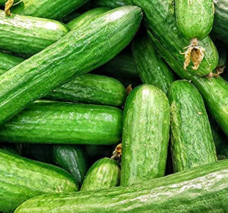 Beit Alpha Burpless Cucumber, 100 Heirloom Seeds Per Packet, Non GMO Seeds