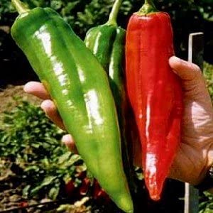 Big Jim Hot Pepper Seeds, 100 Heirloom Seeds Per Packet, Non GMO Seeds