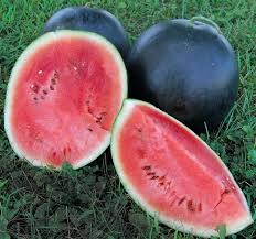 Black Diamond Watermelon, 50 Heirloom Seeds Per Packet, Non GMO Seeds