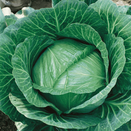Brunswick Cabbage Seeds, 300 Heirloom Seeds Per Packet, Non GMO Seeds, Botanical Name: Brassica oleracea