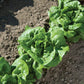 Buttercrunch Butterhead Lettuce, 1000 Heirloom Seeds Per Packet, Non GMO Seeds