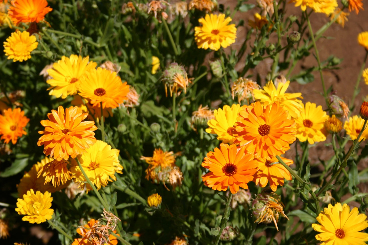 Calendula Fancy Mix, 250 Flower Seeds Per Packet