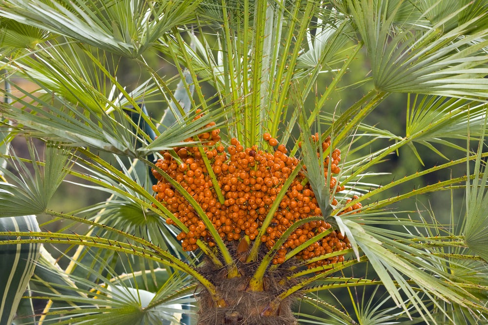 Canary Island Date Palm Tree Seeds, Phoenix Canariensis, a.k.a: Pineapple Palm15+ Premium Quality Tree Seeds, Exotic Palm Tree, 80% Germination Rates