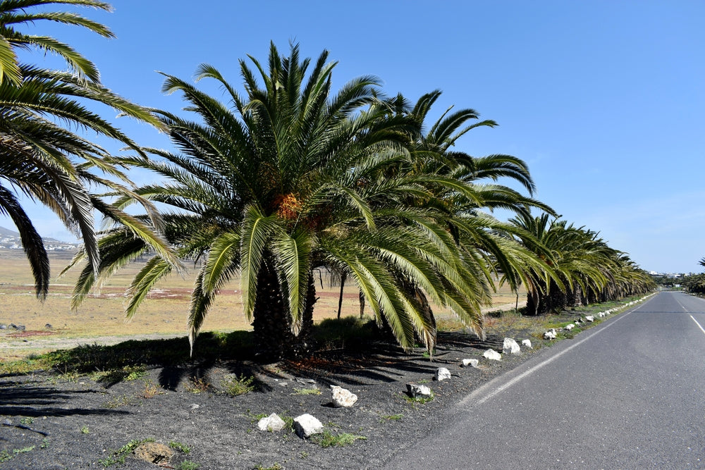 Canary Island Date Palm Tree Seeds, Phoenix Canariensis, a.k.a: Pineapple Palm15+ Premium Quality Tree Seeds, Exotic Palm Tree, 80% Germination Rates