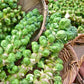Catskill Brussel Sprouts, 300 Heirloom Seeds Per Packet, Non GMO Seeds