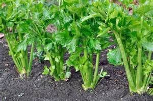 Celery Tall Utah 52-70 Improved Seeds, 2000+ Heirloom Seeds Per Packet, Non GMO Seeds