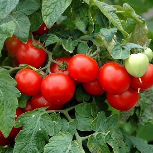 Large Red Cherry Tomato, 500 Heirloom Seeds Per Packet, Non GMO Seeds