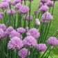 Common Chives Herb, 1000 Heirloom Seeds Per Packet, Non GMO Seeds