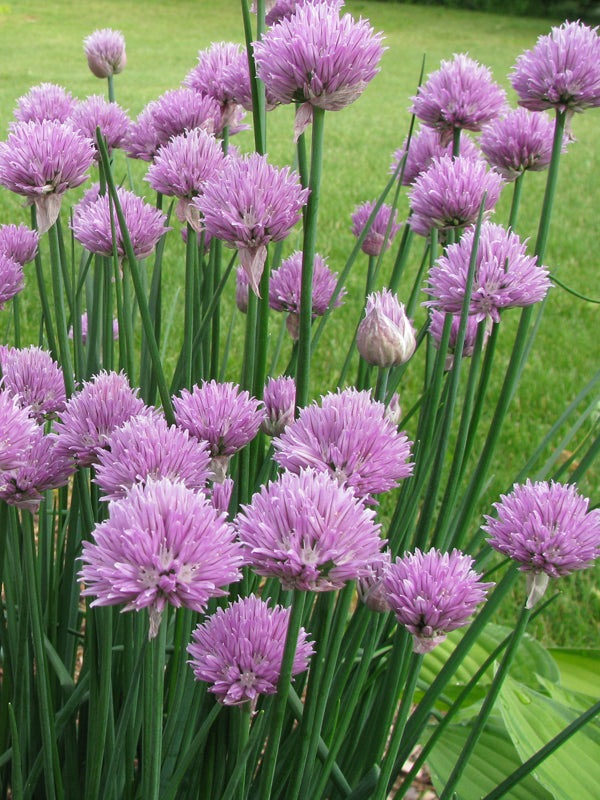 Common Chives Herb, 1000 Heirloom Seeds Per Packet, Non GMO Seeds