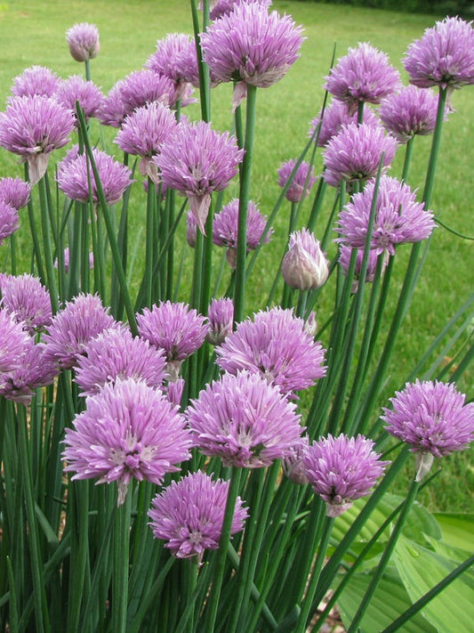 Common Chives Herb, 1000 Heirloom Seeds Per Packet, Non GMO Seeds