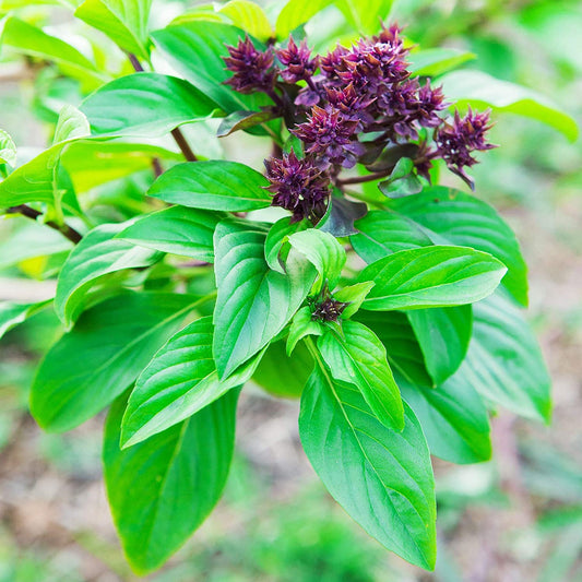 Cinnamon Basil Herb, 1000 Heirloom Seeds Per Packet, Non GMO Seeds