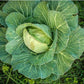 Copenhagen Market Early Cabbage Seeds, 300+ Heirloom Seeds Per Packet, Non GMO Seeds, Botanical Name: Brassica oleracea