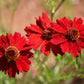 Dwarf Red Coreopsis Plains Flower, 1500 Flower Seeds Per Packet