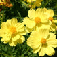 Cosmos Sulphur Dwarf Lemon Yellow, 100 Flower Seeds Per Packet